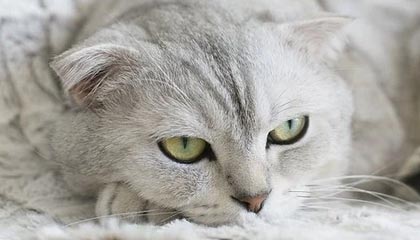 九游用户空间-纵横球场：全球篮球精英争夺夺冠宝座，《纵横篮坛》