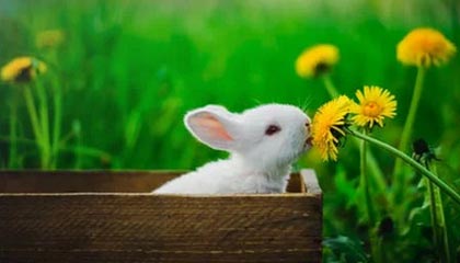 九游官网主页-韩国K联赛本轮焦点战：全北迎战蔚山，韩国k联赛冠军