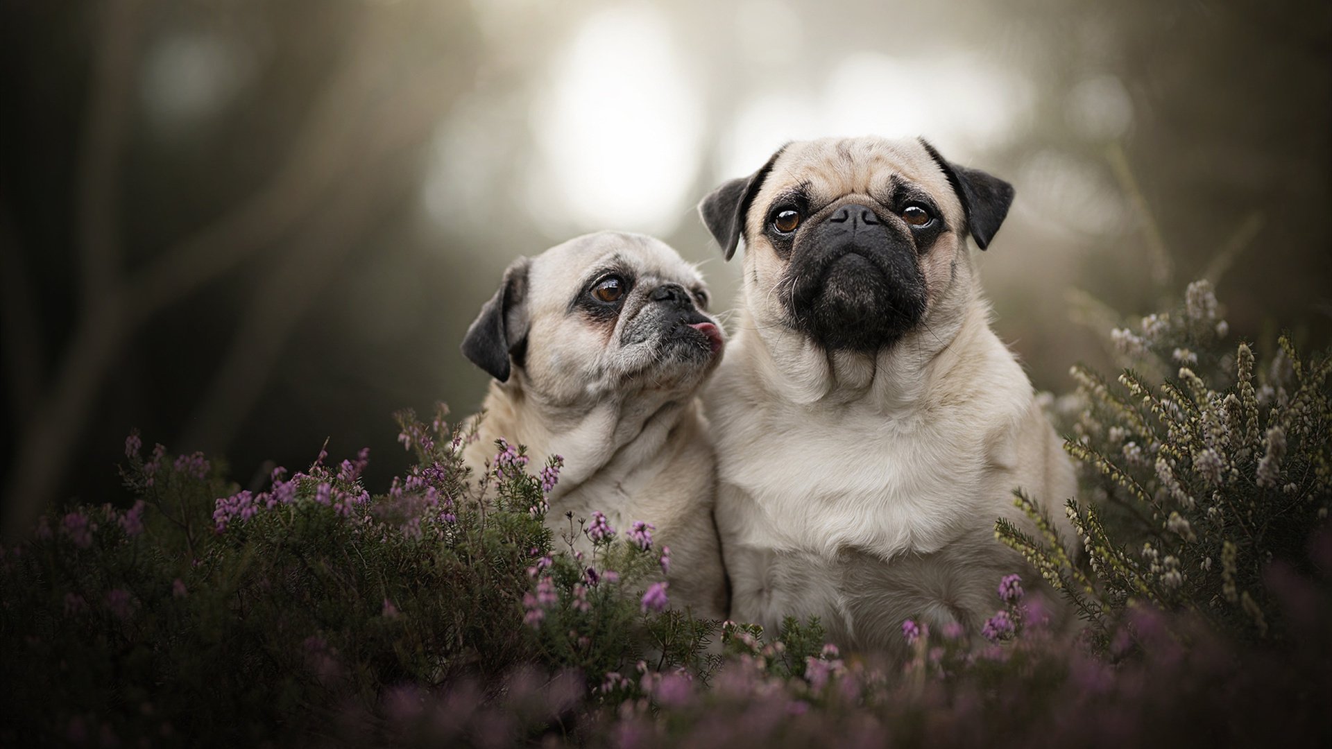 争夺欧冠席位:积分榜上的激烈追逐,欧冠夺冠球队排名