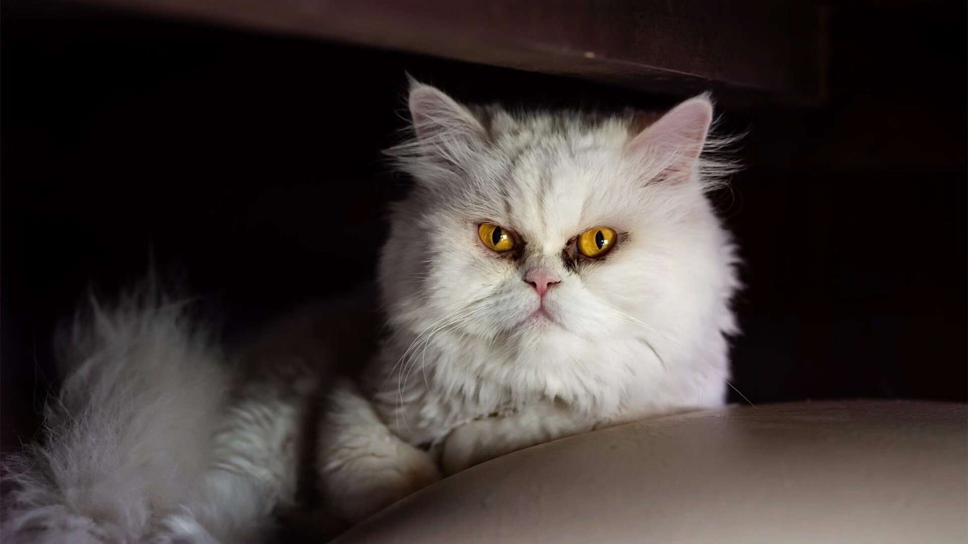 全境跑酷挑战，穿越城市建筑的极限冒险，全程跑酷游戏