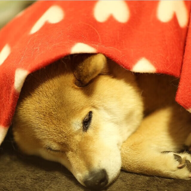 公牛新秀技压群雄,未来可期,公牛新闻