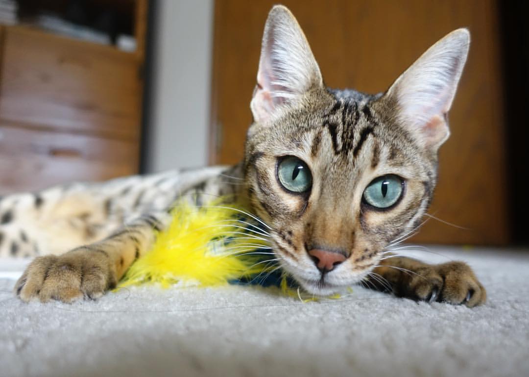 典范“团队合作”在欧冠的完美展现,典范搭配