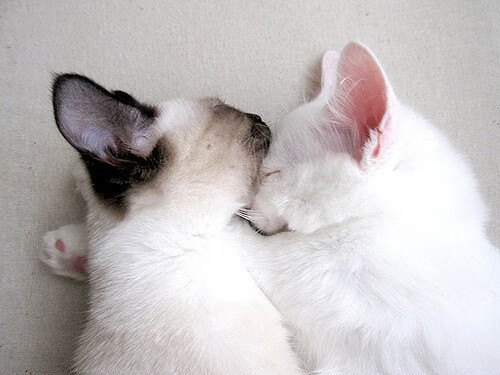 九游app官网下载-品牌授权合作推动中国特色体育产业多元化发展，体育品牌文化