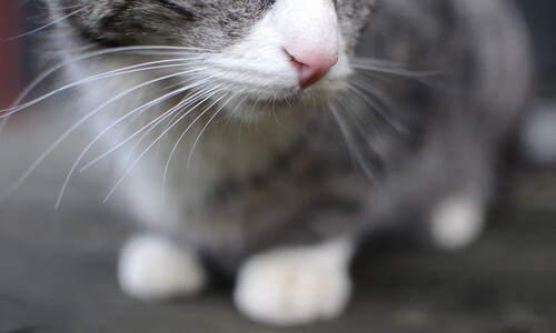 女子网球巡回赛中国站吸引大量观众,赛事规模创新高,2021女子网球比赛