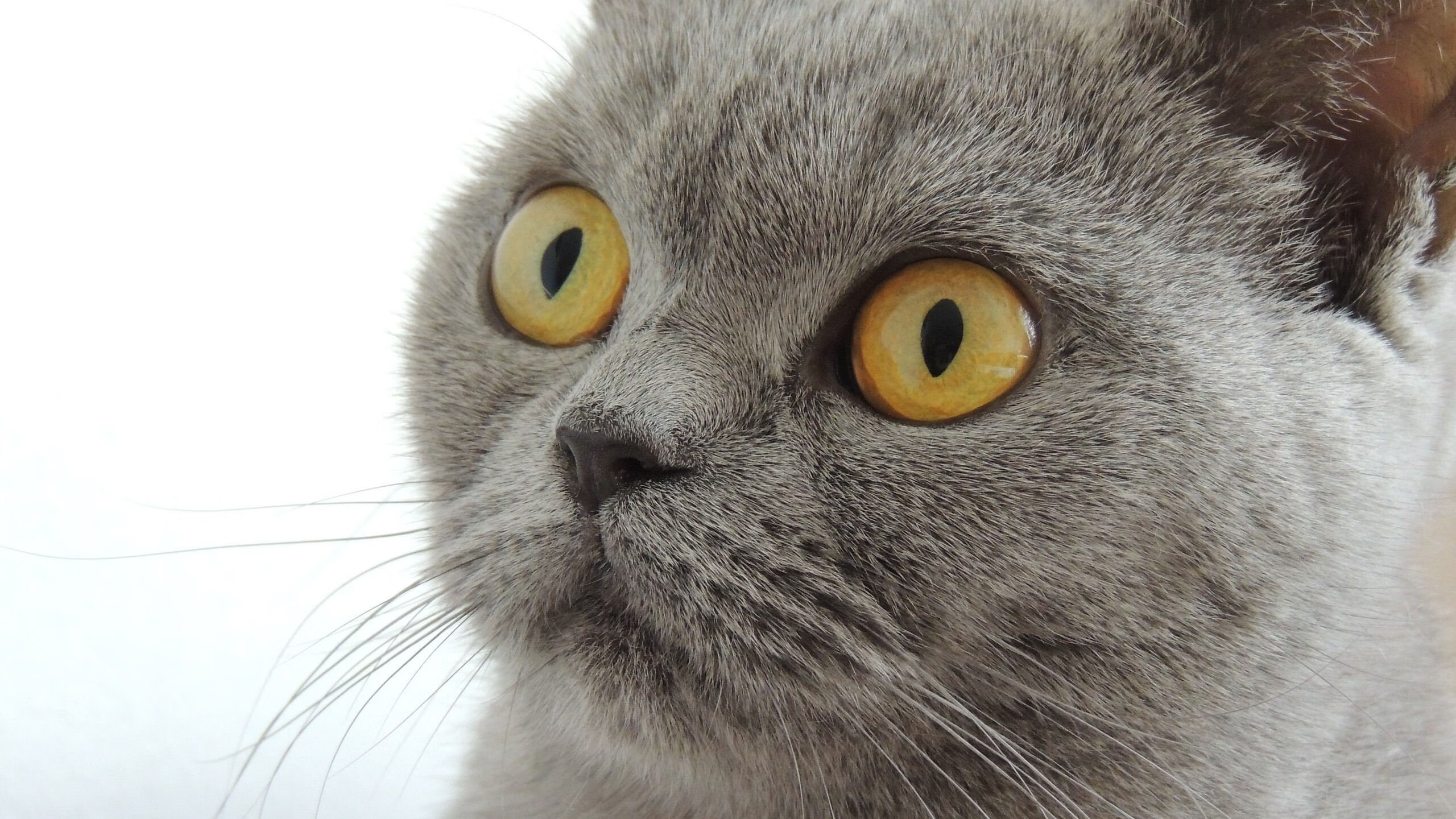 上海海港俱乐部续约重要赞助商,上海海港俱乐部董事长