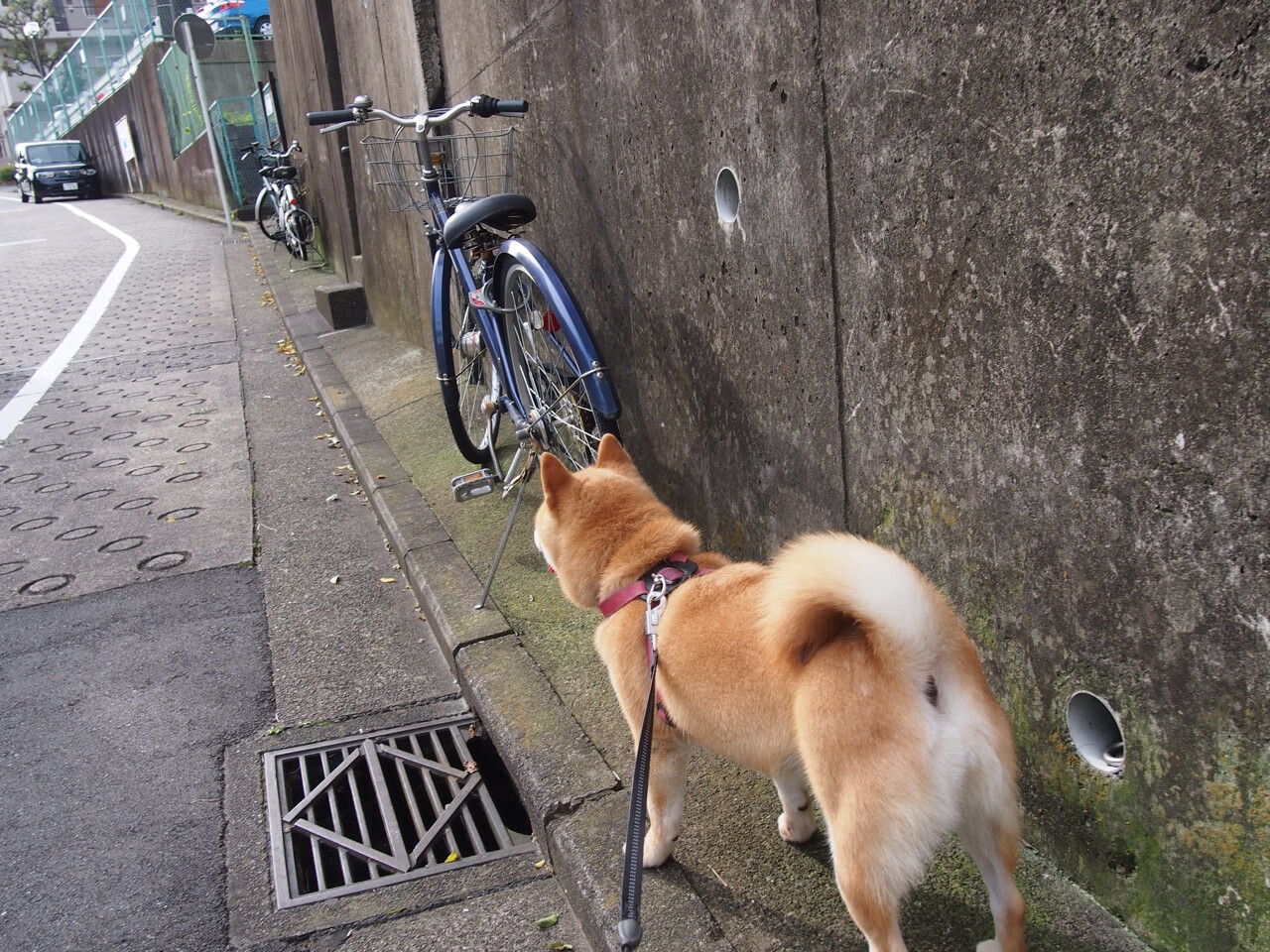 保利斯塔赛季连胜提升信心,保利斯塔嘉宝果介绍