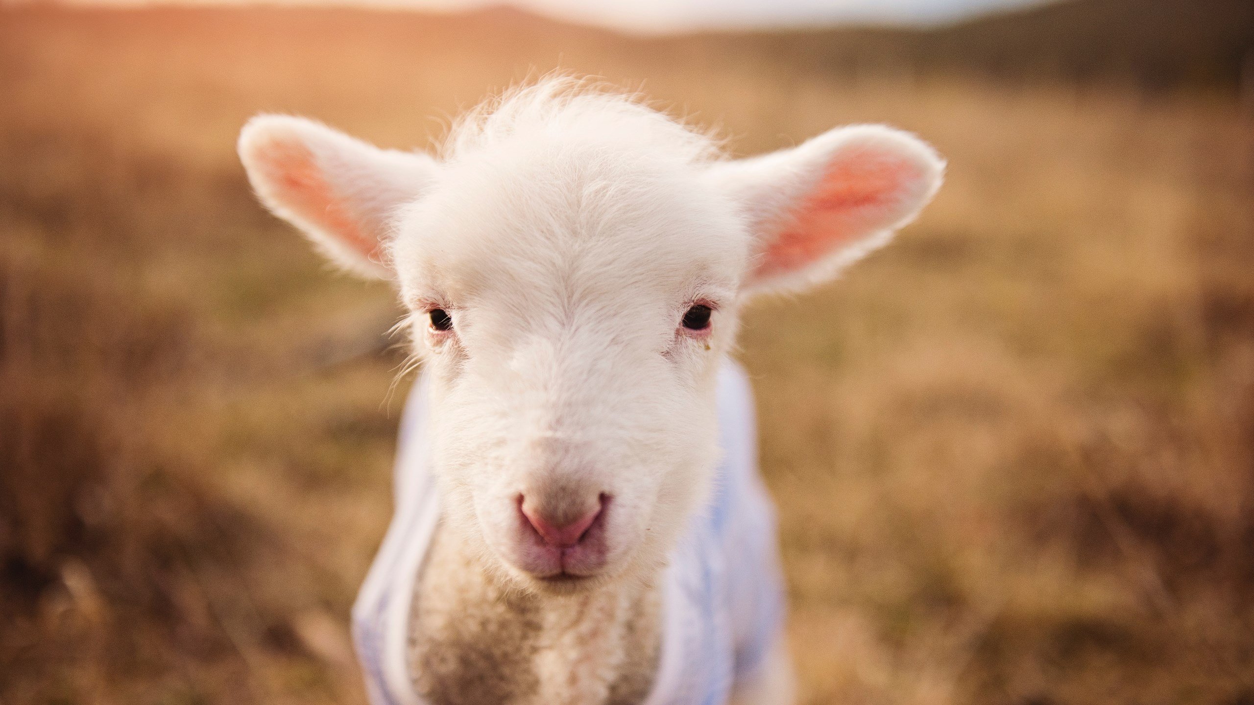 九游登录中心-俱乐部管理层是否关注球员成长环境，俱乐部管理层是否关注球员成长环境情况