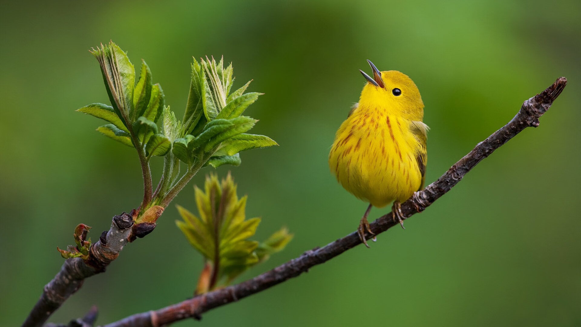勇士主场再胜三分雨再现,勇士胜负